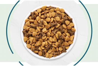 Is Kibble Good for Dogs?