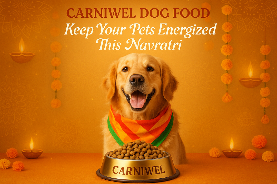 Carniwel Dog Food: Keep Your Pets Energized This Navratri