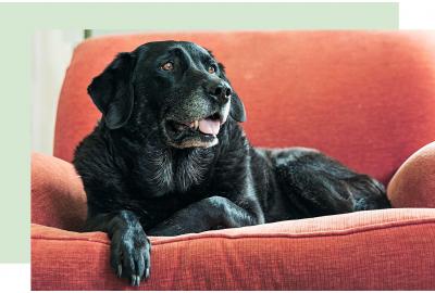 Senior Dog Food