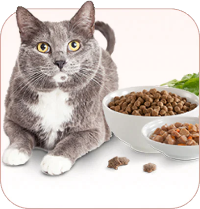 cat food