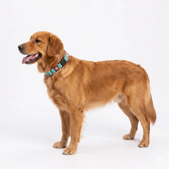 PetsLike Premium Designer Clip Dog Collar | Adjustable & Durable